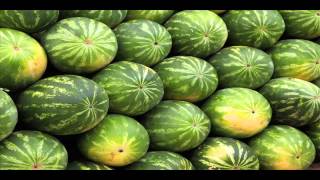 BENNINGTON - The 1000-Pound Club (Alfa Falfa Hicks)