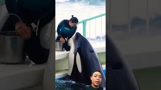 Mengharukan Moment Saat Pelatih Memberi Makan Paus Orca