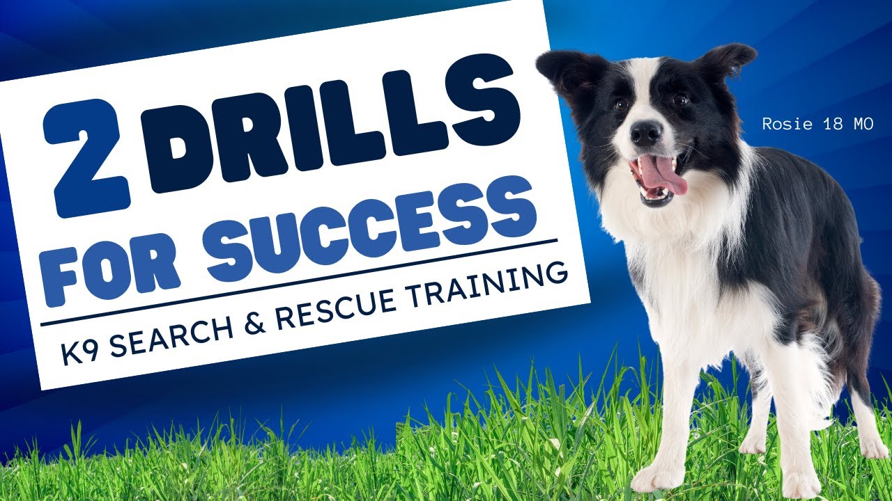 K9 Search & Rescue Training / HRD and Final Response (Rosie 18 Mo)