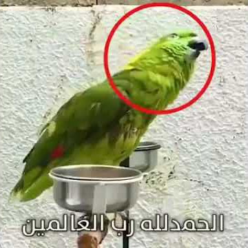 Burung bisa mengaji subhanallah