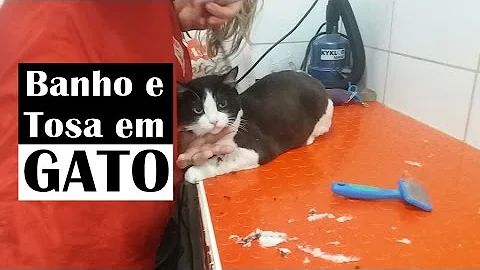 É possível Tosar gato?
