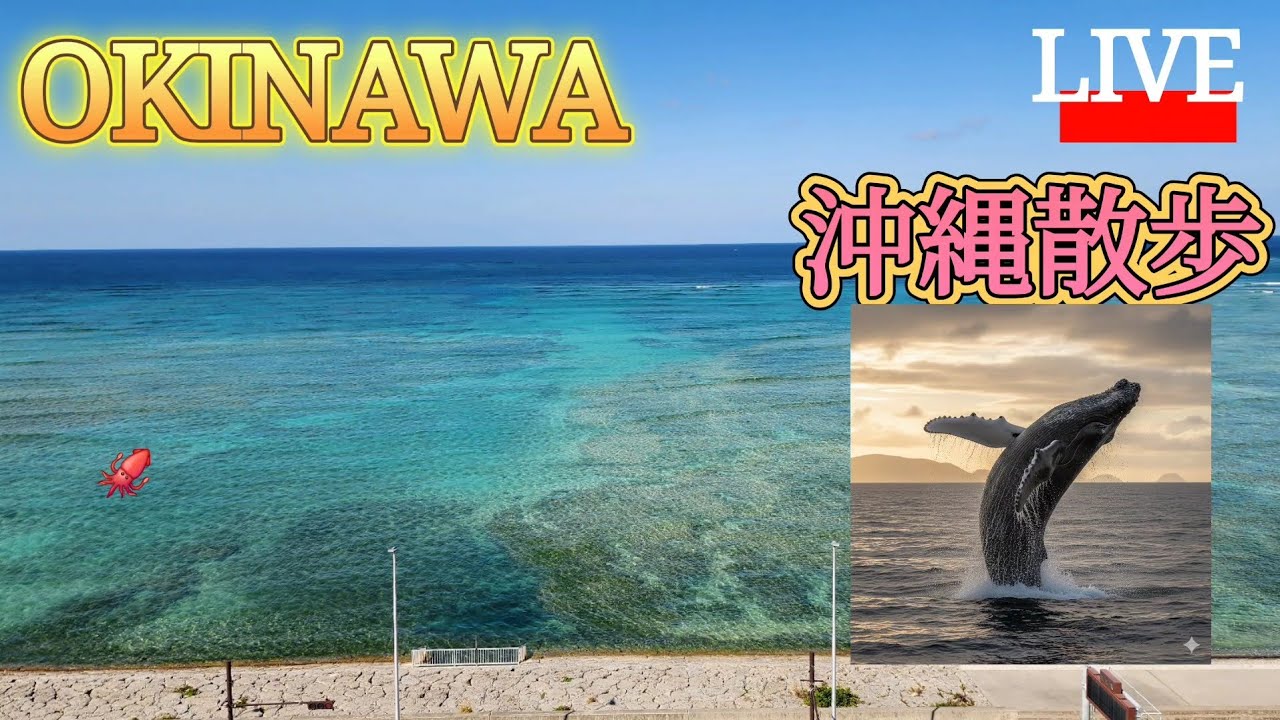 沖縄散歩　寒い　寒い　クジラ見てくださいw　#ライブ配信#沖縄ライブ配信#クジラ#南の島