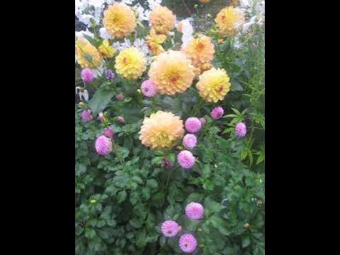 51+ Britzer Garten Dahlien 2019, Dahlien im britzer garten berlin