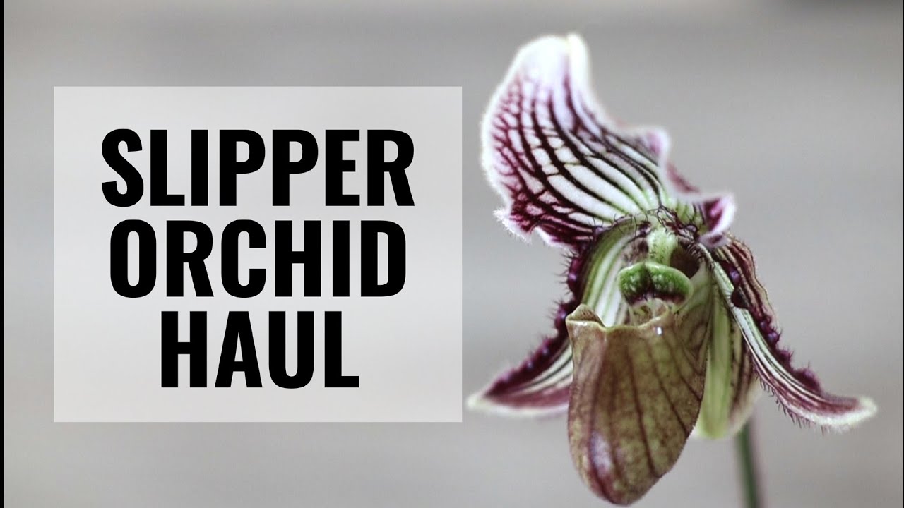 Paphiopedilum Orchid Haul and Unboxing - Easy Growing Miniatures from Paph Paradise