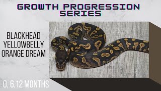 Blackhead Yellowbelly Orange Dream Ball Python Baby to Sub-Adult Size - Growth Progression Series