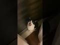 猫いないな〜と思ったら大抵窓際で涼んでるし、よう喋る #shorts #ねこ