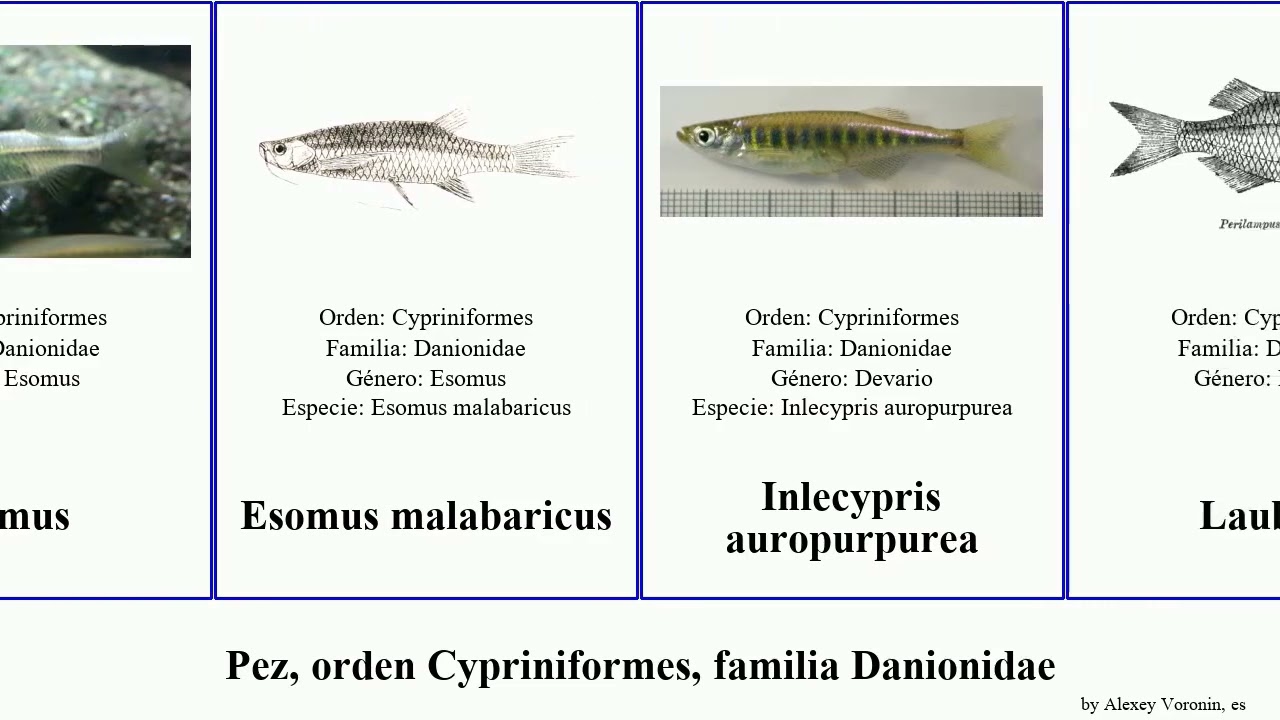 Pez, orden Cypriniformes, familia Danionidae devario fish Esomus malabaricus laubuca vaterifloris