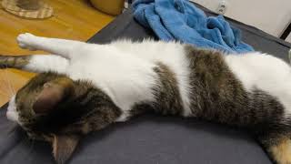 The softest tummy belongs to Lemon the cat