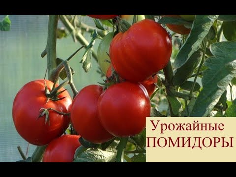 598. САМОЛЕТИКИ для ТОМАТОВ 20.07.23.\