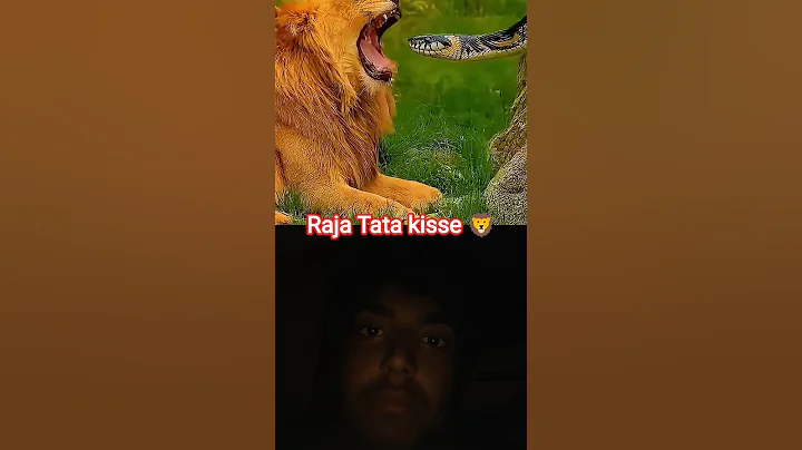 Lions fear no one? Part 02 #animals #lions