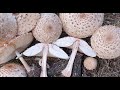 Chlorophyllum rachodes -  Shaggy parasol - Macrolepiota rachodes