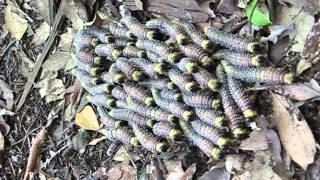 Sawflies and spitfire grubs