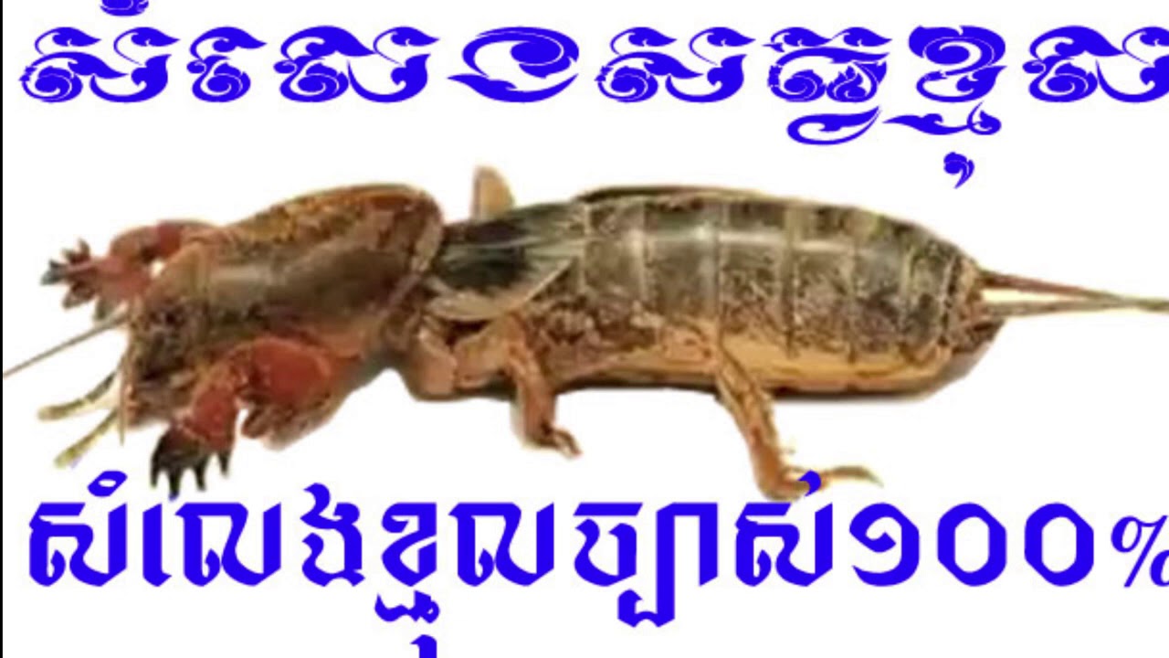 សំលេងសត្វខ្មុល​ - Mole cricket sound សំលេងសំរាប់ហៅសត្វខ្មុល​សំលេងច្បាស់១០០%