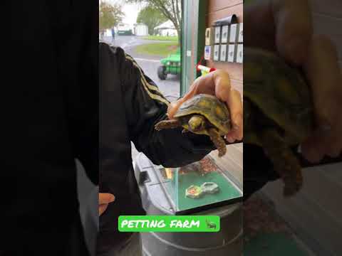 This little terrapin is going to outlive all of us #shorts