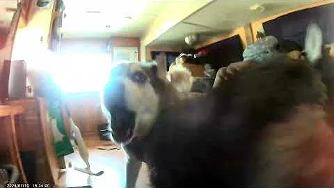 When bro says don't rile up the dogs