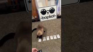 Cards Against Humanity screenshot 2