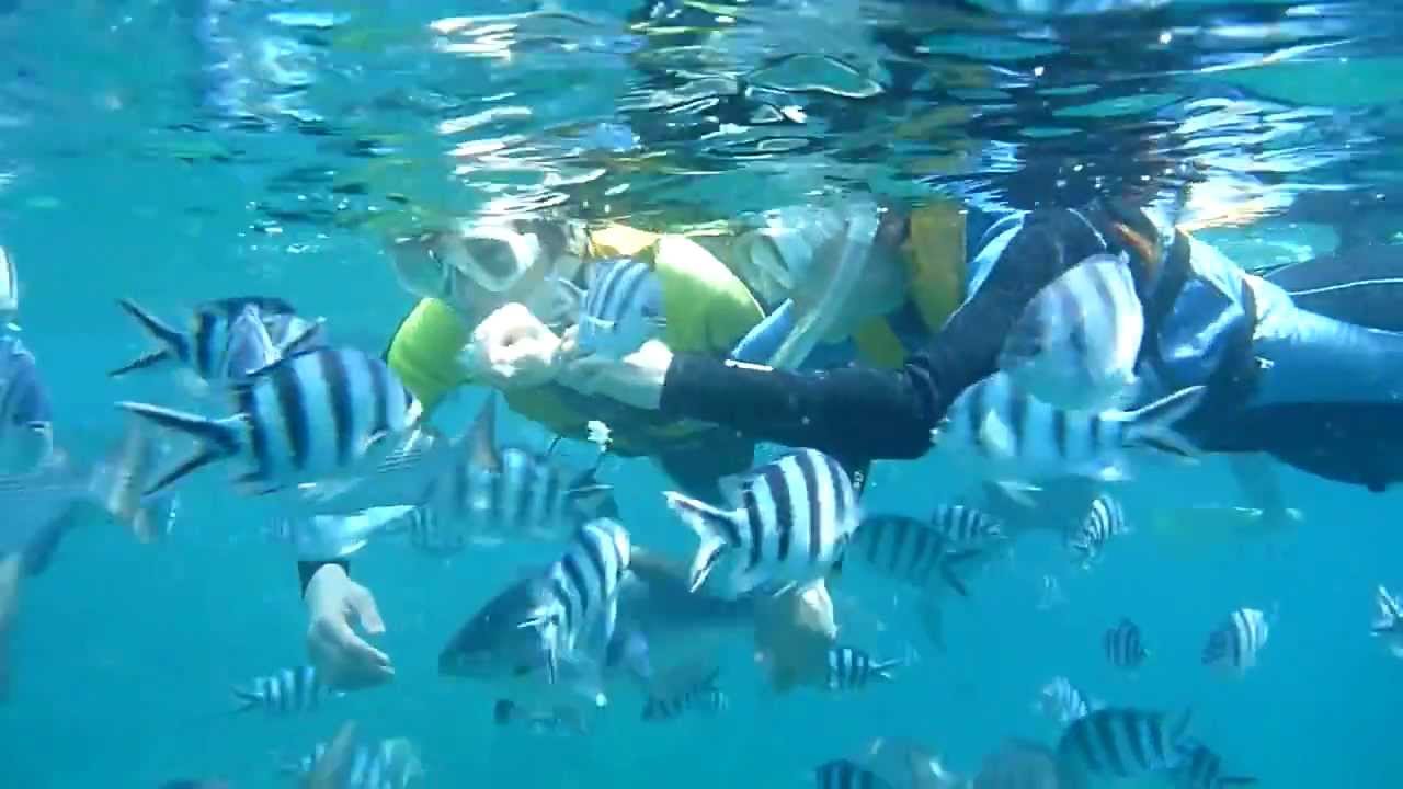沖縄シュノーケル かわいいお魚と餌付けを楽しむシュノーケリングツアー Youtube