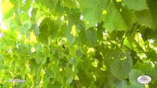 Famous Why crews are pulling leaves off Grape Vines Profile