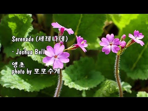 앵초꽃 &amp;amp; Serenade (세레나데) / <strong>Joshua</strong> <strong>Bell</strong> &amp;amp; photo by 모모수계