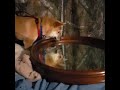 Inu-Kime keeps trying to free the puppy out the mirror