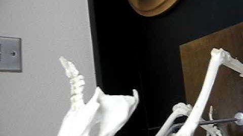 Bird Skeletal System