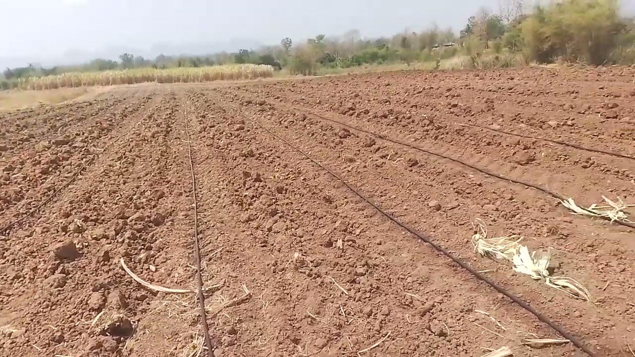 มาดูอ้อยปลูกใหม่ระบบน้ำหยดพร้อมอัปเดชราคาอ้อยกันอีกครั้งครับ