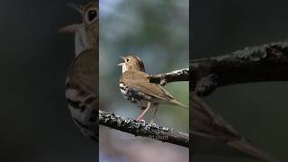 Hear the Oven Bird Song!