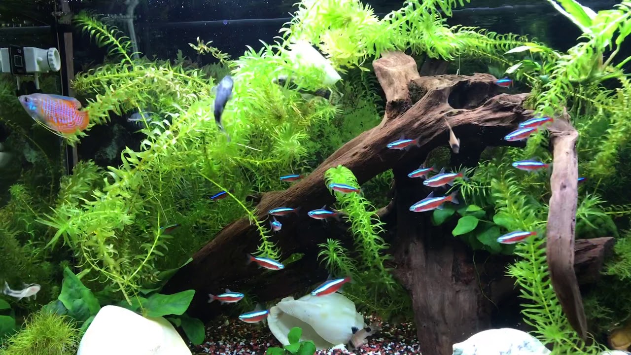 Aquarium: roter Zwergfadenfisch, Neon, Saugschmerlen, Pandawels; 120l Becken; 2019 Teil 1
