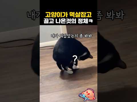 <strong>고양이가</strong> 멱살잡고 끌고 나온것의 정체ㅋ