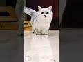 Kucing 🐈 Happy New #cat #catlovers #funnycats