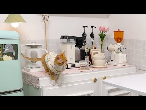 Μπορείς να ζήσεις με μια γάτα και να τραβήξεις ένα βίντεο μαγειρικής;🐱 (με τον σκύλο μου🐶)