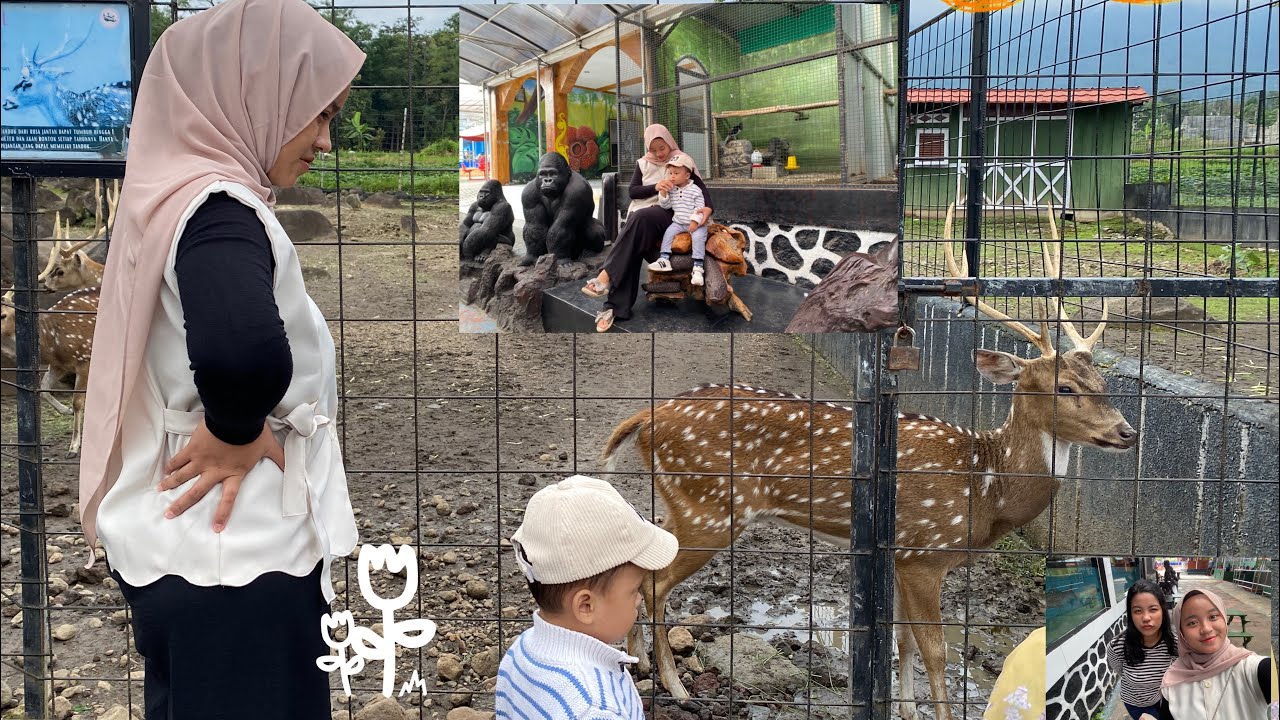 Pergi ke kebun binatang mini dan ada kolam berenangny ⛲️🐟🦌😋