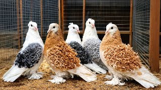 لقيت 5 حمامات مفتل 😯شوف هعمل فيهم ايه😍