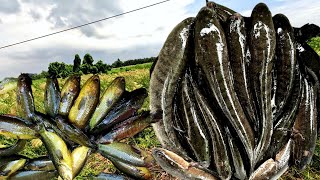 Tiếp Tục Trúng Bầy Cá Lóc, Cá Rô, Quá Nhiều Ở Khu Rừng Sậy