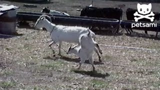 Baby goat runs on two front legs