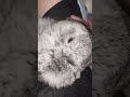 #yutubeshorts #cute #cuterabbit #rabbit #kpop #illit #itsme #mycuterabbit #music #subscribe