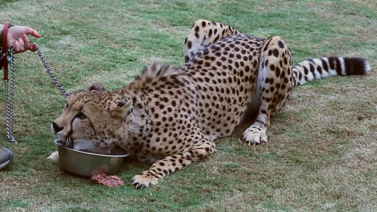 safari park san diego cheetah run