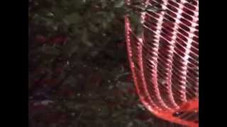 Janes Addiction 2015-07-25 Vid1 Standing In The Shower .... Thinking Summer Time Rolls Anchorage