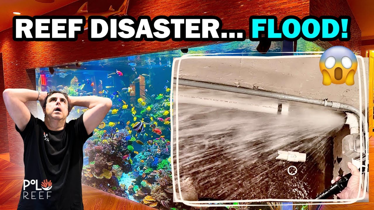 REEF AQUARIUM NIGHTMARE - POLO REEF FLOODS!