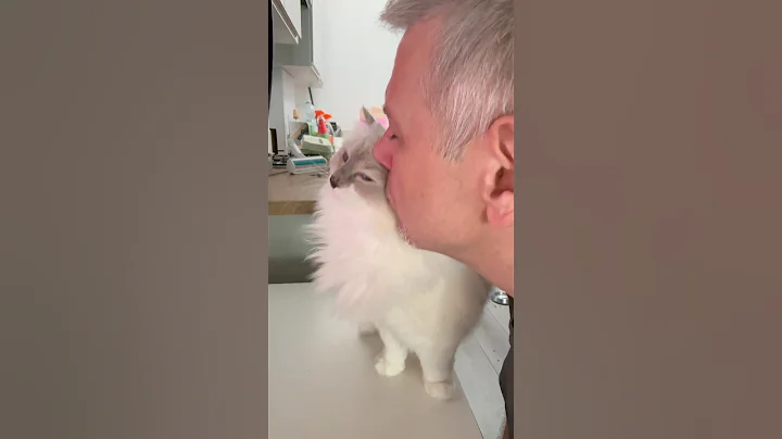 Video 10363681: cat cutecats beautiful, cat cutecat funny, cat playing cutecat, cute cats living