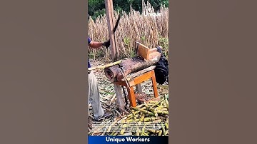 Cutting sugar cane with a tool: people cutting sugar cane with a tool