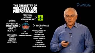 Triangles Model Part 3 - The Chemistry of Wellness and Performance (b)