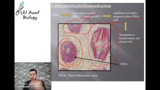 chapter 2: Activity 3: The structure and chemical components of chromosomes part 1