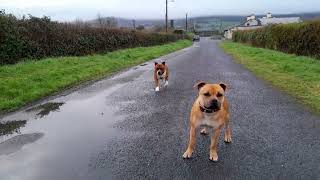 Staffordshire Bull Terrier Duke Turns 3