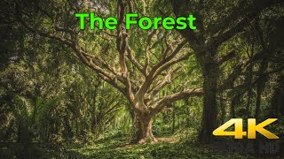 Cricket Sounds - Nature's Sound for a Quick Sleep - Beautiful Forest Images in 4K screenshot 5