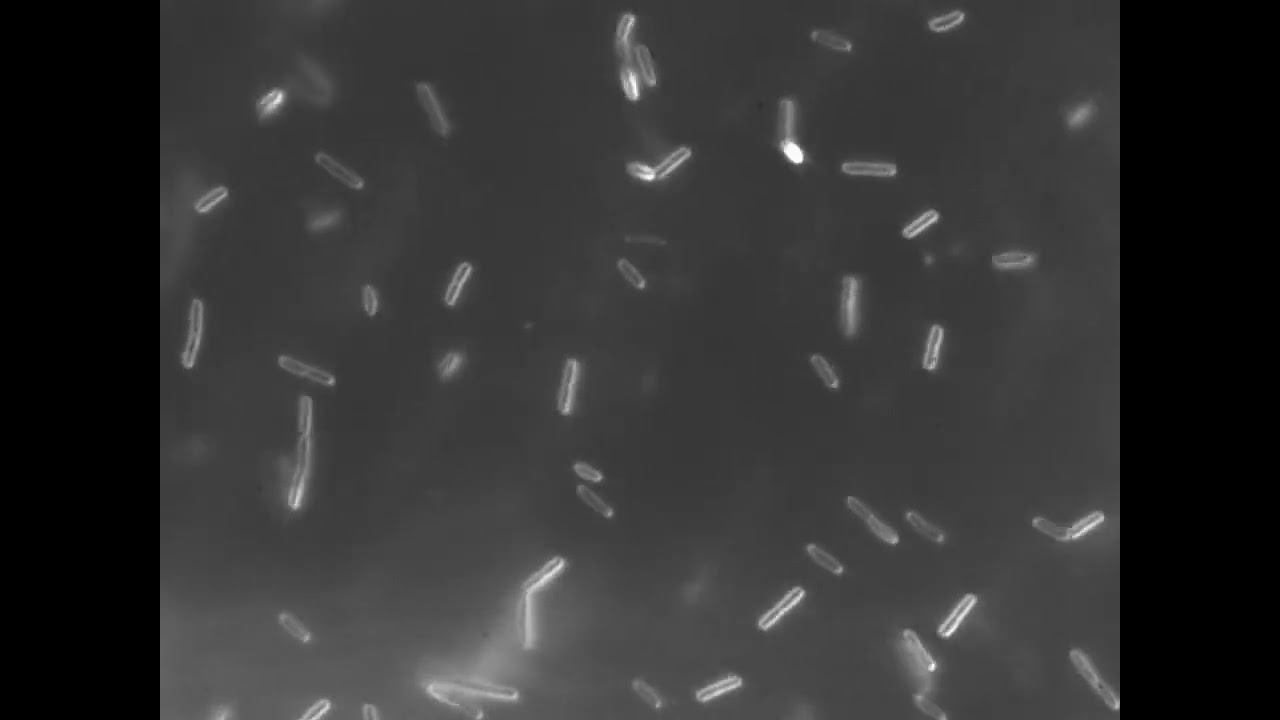 maxresdefault.jpg?sqp=-