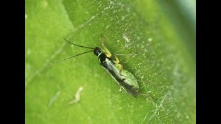 Chinche depredador Tupiocoris cucurbitaceus
