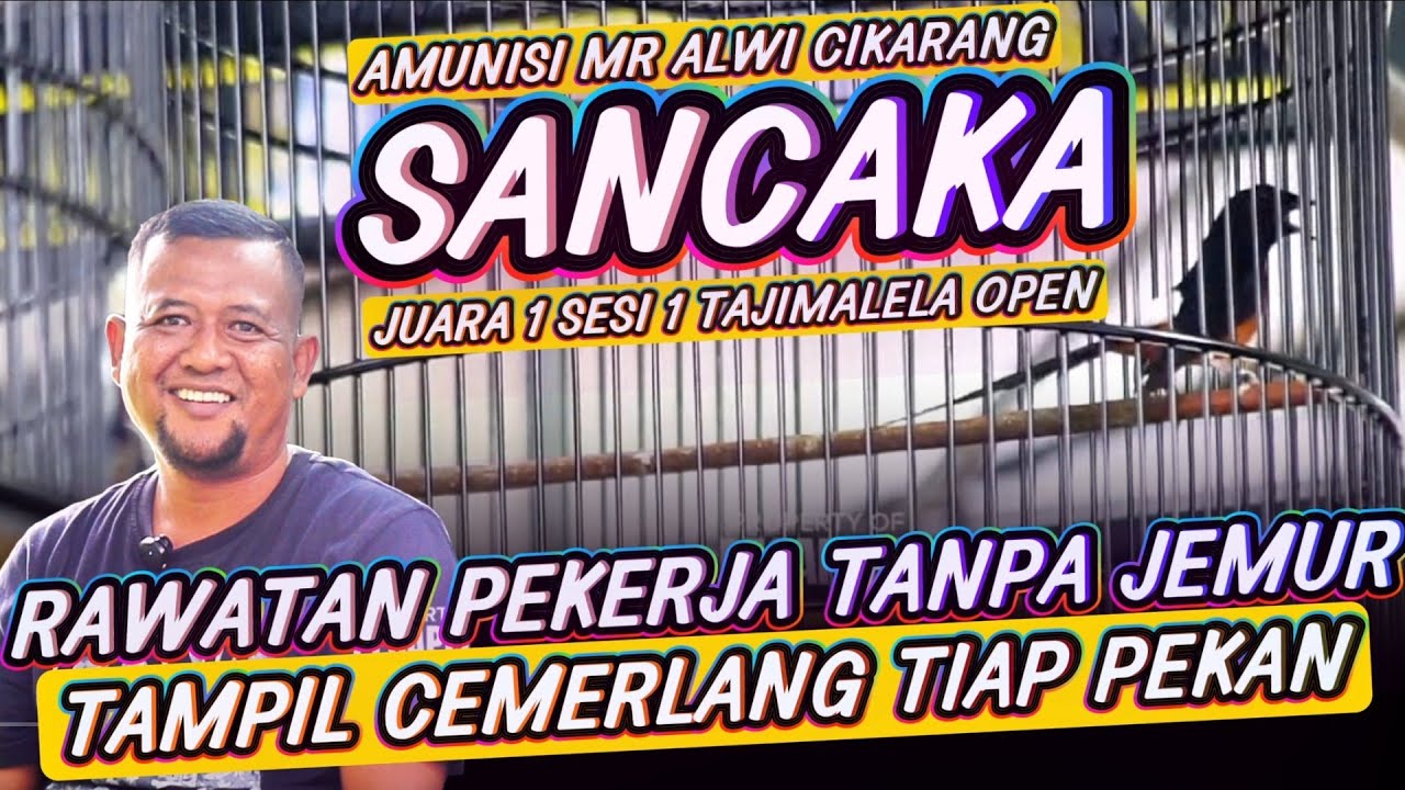 RAWATAN PEKERJA TANPA JEMUR | MURAI SANCAKA JUARA 1 SESI 1 TAJIMALELA OPEN