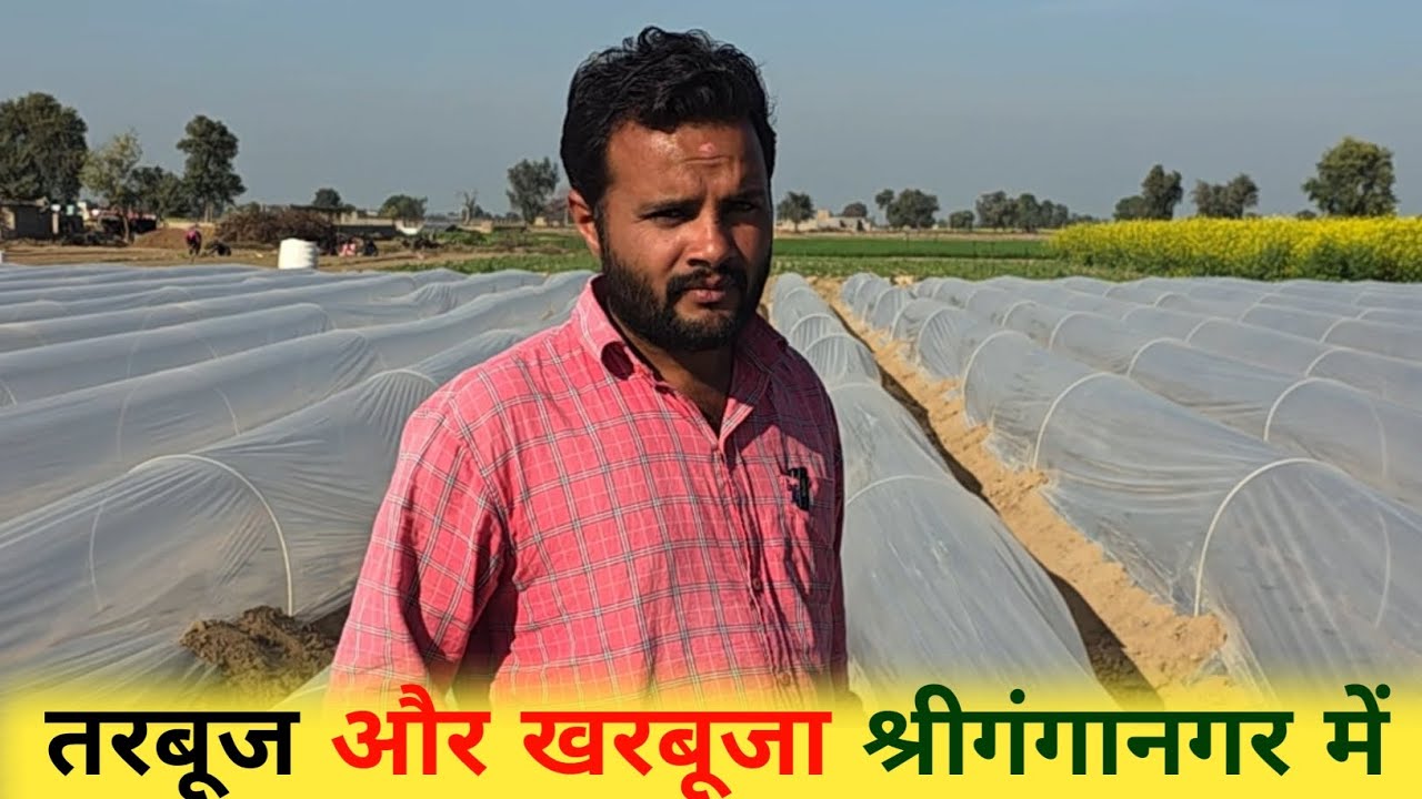 तरबूज और खरबूजे की खेती राजस्थान गंगानगर में सीकर का मॉडल अपनाया किसान जिसके पास जमीन होगी वो राजा