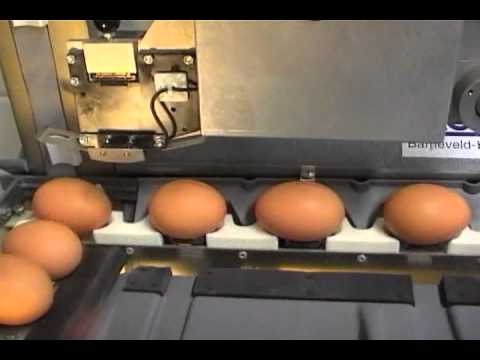 impresoras de huevos /inkjet egg printers